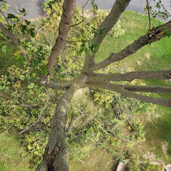 Royal Tree Service - Tree Services Near Me - Sioux Falls, South Dakota