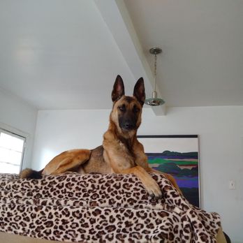 Ruff Translation Dog Training - Pet Training Near Me Ruff Translation Dog Training - Pet Training Near Me