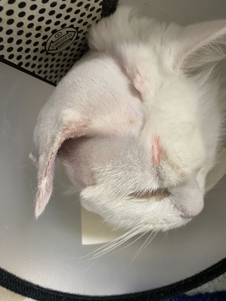 Pets & Vets Image