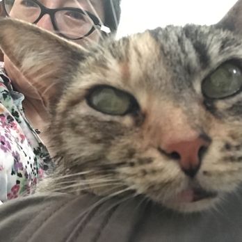 Alhambra Veterinary Hospital - Her eyes were not right. Body was limp. - Veterinarians Near Me - Alhambra, California