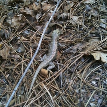 Cheyenne Mountain State Park - Lizard - Parks Near Me - Colorado Springs, Colorado Cheyenne Mountain State Park - Lizard - Parks Near Me - Colorado Springs, Colorado