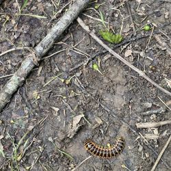 Banshee Reeks Nature Reserve