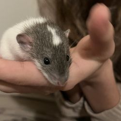 Valley Pet & Supply - Dumbo rat