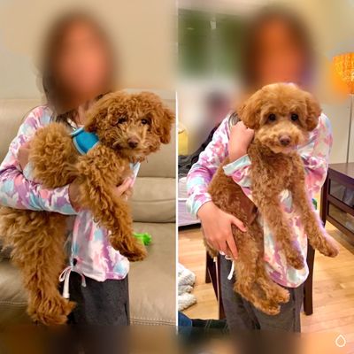 Adorable Pet Grooming Salon by null