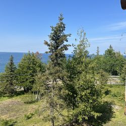 Dapple-Gray Bed & Breakfast and Antiques