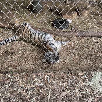 Chestatee Wild Life Preserve - Brody! - Zoos Near Me - Dahlonega, Georgia