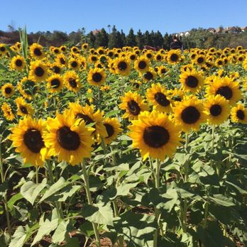 Pumpkin Station - Farms Near Me - Escondido, California