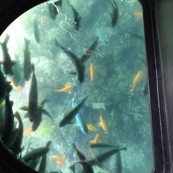 Glass Bottom Boat Tour - Glass view of the fish - Boat Tours Near Me - Avalon, California