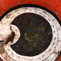 Humane bee capture device with a regulated environment Humane bee capture device with a regulated environment