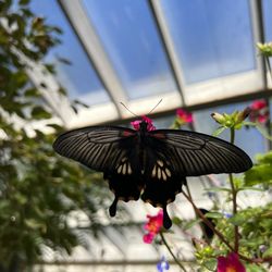 The Preserve Company - Inside butterfly house