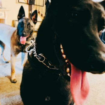 Protection K9's Worldwide - Pet Training Near Me Protection K9's Worldwide - Pet Training Near Me