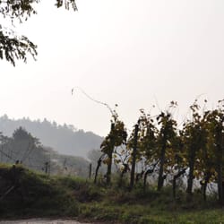 Weingut Rolf Steinmüller