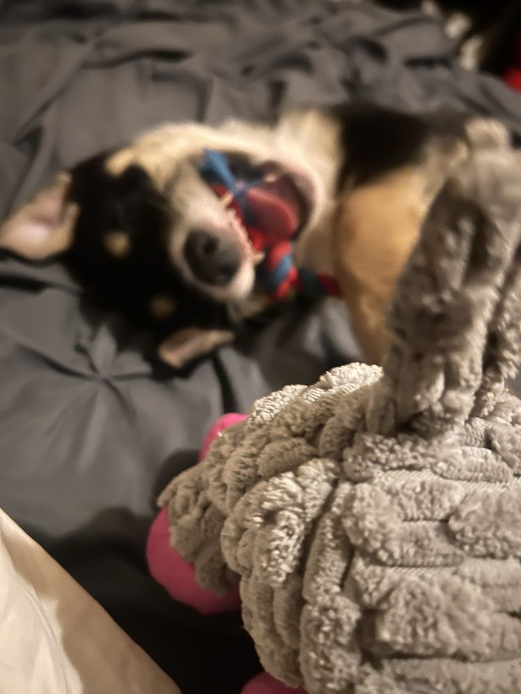 ANIMAL URGENT CARE OF ROCKLIN - Updated February 2026 - 16 Photos & 20 ...