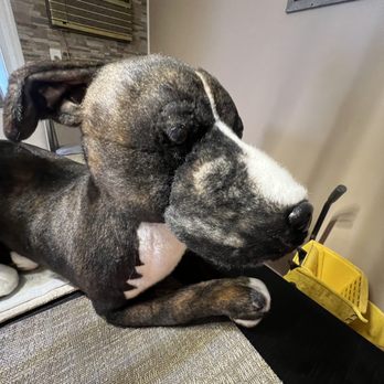 Cuddle Clones - Pet Stores Near Me - Akron, Ohio