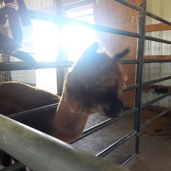 Alpacas at Marquam Hill Ranch - Ranches Near Me - Molalla, Oregon