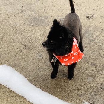 Grateful Pet Grooming - Pet Groomers Near Me - Toledo, Ohio Grateful Pet Grooming - Pet Groomers Near Me - Toledo, Ohio