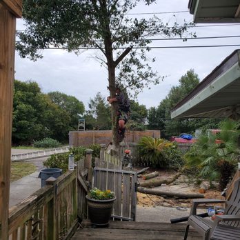 No Limbits Palm N Tree Service - Josh tackling that privet hedge! - Tree Services Near Me No Limbits Palm N Tree Service - Josh tackling that privet hedge! - Tree Services Near Me