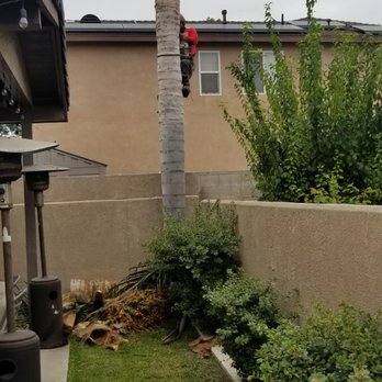 Celis Tree Service - Palm very close to wall....no damage. - Tree Services Near Me Celis Tree Service - Palm very close to wall....no damage. - Tree Services Near Me