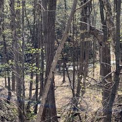 Shenantaha Creek Park - One of the creekd