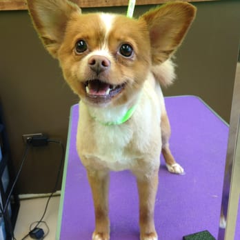Kelli's Grooming - Gizmo - Pet Groomers Near Me - Rockford, Illinois