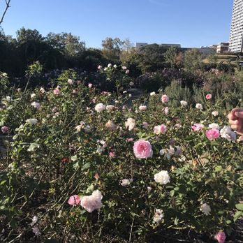 McGovern Centennial Gardens - Rose garden - Parks Near Me - Houston, Texas McGovern Centennial Gardens - Rose garden - Parks Near Me - Houston, Texas