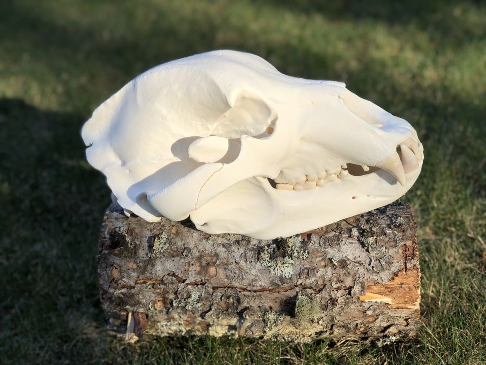 Bear Bonez Beetle Cleaning - taxidermy in Wasilla, AK