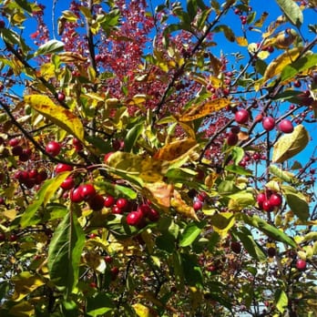 Wentworth Park - Chicago Park District - Lots of crabapple trees throughout the park that feed the birds, squirrels, and raccoons for the next few months. - Basketball Courts Near Me - Chicago, Illinois Wentworth Park - Chicago Park District - Lots of crabapple trees throughout the park that feed the birds, squirrels, and raccoons for the next few months. - Basketball Courts Near Me - Chicago, Illinois