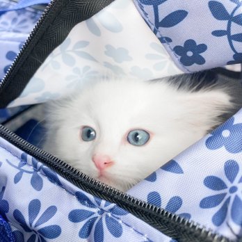 FairyTale Ragdoll by i-Angel - Pet Breeders Near Me FairyTale Ragdoll by i-Angel - Pet Breeders Near Me