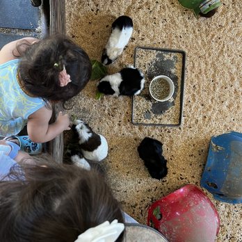 American Made Farm Sanctuary - Petting Zoos Near Me - Petaluma, California