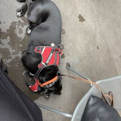 G-Man Sports Bar - Service dog laying calming on the patio