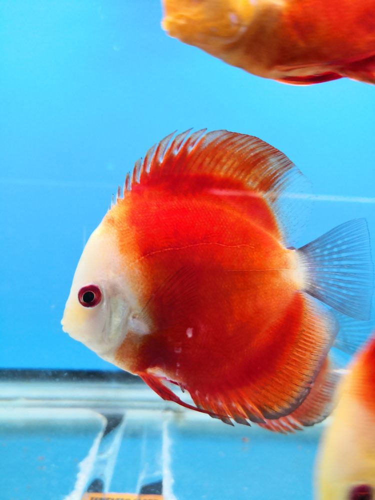 MISSISSAUGA AQUARIUM Updated August 2024 11 Photos 1125 Dundas