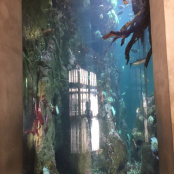 Seattle Aquarium - Aquariums Near Me - Seattle, Washington Seattle Aquarium - Aquariums Near Me - Seattle, Washington