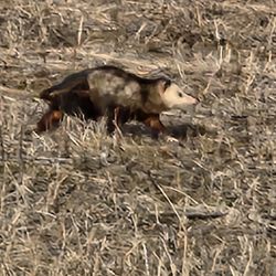 Mormon Handcart Park - Opposum