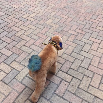 Foxy Paws - Blue puffy tail with glitter! - Pet Groomers Near Me - Fort Lauderdale, Florida Foxy Paws - Blue puffy tail with glitter! - Pet Groomers Near Me - Fort Lauderdale, Florida