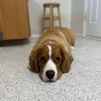 Woof Cuts - Pet Groomers Near Me - Ho Ho Kus, New Jersey Woof Cuts - Pet Groomers Near Me - Ho Ho Kus, New Jersey
