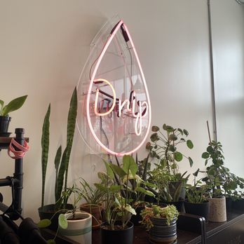 The Dripping Root - A neon sign with the word "Dry" in pink light is mounted on a transparent, leaf-shaped backing on a wall. Below the sign, there is a collection of potted plants of different sizes and types, placed on a black surface. The room has a window allowing natural light to enter, and a small shelf with additional plants is visible on the left side. - Juice Bars & Smoothies Near Me - Minneapolis, Minnesota