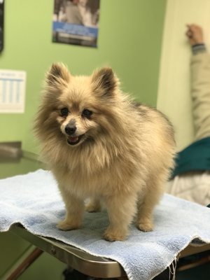 vca crocker animal hospital