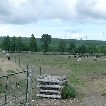 Lobo Loco Alpaca Farm - Farms Near Me - Sheguiandah, Ontario Lobo Loco Alpaca Farm - Farms Near Me - Sheguiandah, Ontario