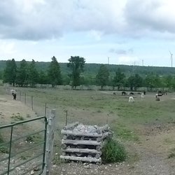 Lobo Loco Alpaca Farm