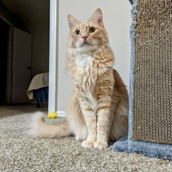 The Comforted Kitty - Pet Sitting Near Me The Comforted Kitty - Pet Sitting Near Me