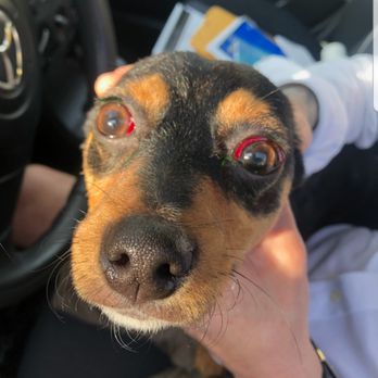 PetSmart - all he went in for was a bath and this was the consequence. IF YOU LOVE YOUR PET DON'T TAKE THEM HERE - Pet Stores Near Me - Corona, California