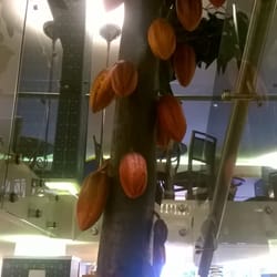 Chocolate Caseiro Planalto - Árvore de cacau decorativa.