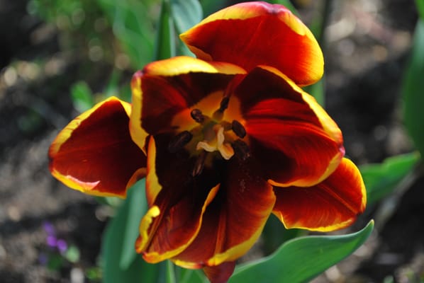 Parc de l'Orangerie by null