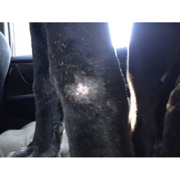 This is how my dog's skin looked pre drop off 2 days prior
