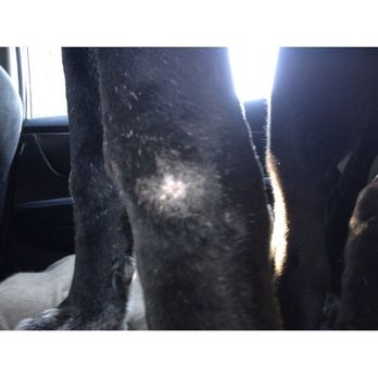 Country Kennels - This is how my dog's skin looked pre drop off 2 days prior - Pet Sitting Near Me - Tacoma, Washington