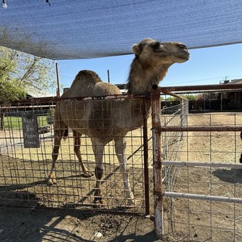 Ford Farms - Petting Zoos Near Me - Lindsay, California Ford Farms - Petting Zoos Near Me - Lindsay, California