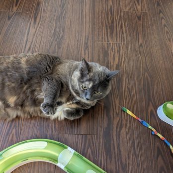 Michelle's Caring Cat Sitting Services - Zippy - Pet Sitting Near Me Michelle's Caring Cat Sitting Services - Zippy - Pet Sitting Near Me
