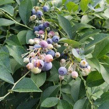 Dr. Young's Pond Berry Farm - Ripe and unripe blueberries - Fruits & Veggies Near Me - Angier, North Carolina Dr. Young's Pond Berry Farm - Ripe and unripe blueberries - Fruits & Veggies Near Me - Angier, North Carolina
