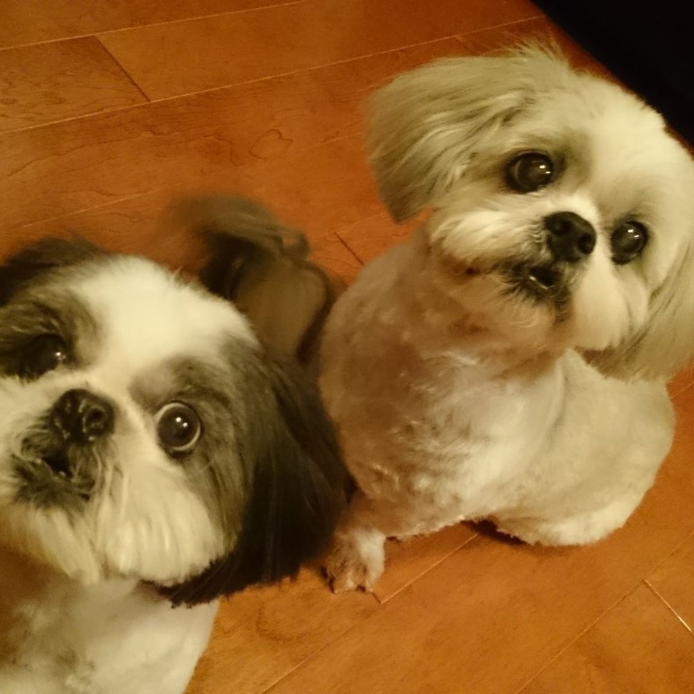 PAWS New England - Happy and Daisy - Animal Shelters Near Me PAWS New England - Happy and Daisy - Animal Shelters Near Me