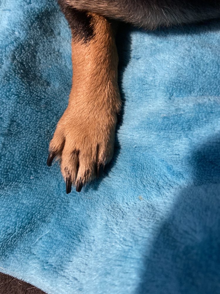 BAYSHORE PET GROOMING & BOARDING Updated August 2024 32 Photos & 18